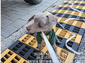 대전동물보호센터_430366202400729